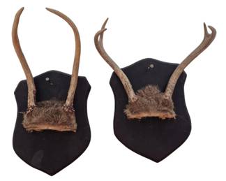 629 - Pr Antique Mounted Deer Antlers on Plaques 13 (Description): Each set of antlers is displayed on a  shield-shaped plaque with fur-covered skull  caps at the base.