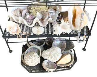 5031 - Group Lot of Seashells