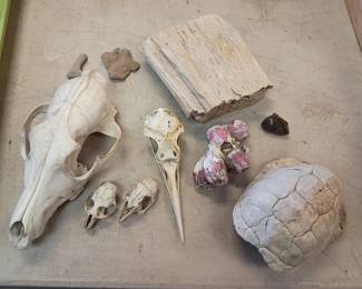 Skulls