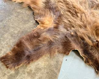 This lot features a taxidermy bear rug that measures, 64” H x 60” W.