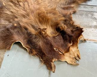 This lot features a taxidermy bear rug that measures, 64” H x 60” W.