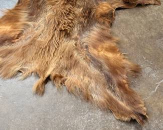 This lot features a taxidermy bear rug that measures, 64” H x 60” W.