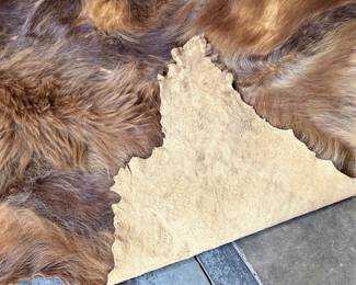 This lot features a taxidermy bear rug that measures, 64” H x 60” W.