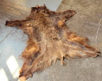 This lot features a taxidermy bear rug that measures, 64” H x 60” W.