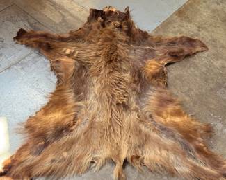 This lot features a taxidermy bear rug that measures, 64” H x 60” W.