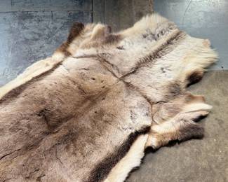 This lot features a natural reindeer or caribou hide rug that measures, 66” H x 48” W.