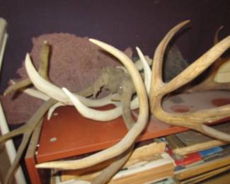 Horns, coral