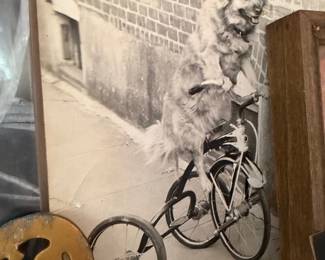 Vintage black-and-white photo art print of a dog riding a bicycle