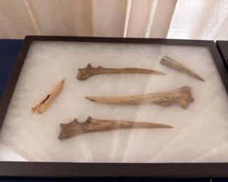 Native American antler tines and bone tools, display case