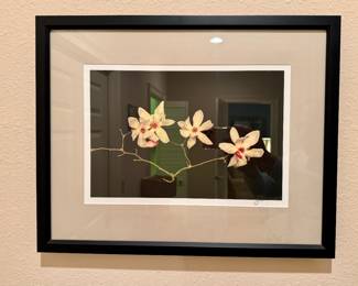 Photograph of magnolia flowers against black background .