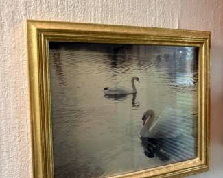 Framed Print of Swans on Water by James Coignard