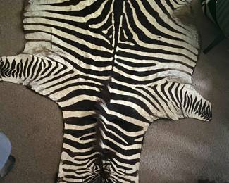 Authentic zebra hide