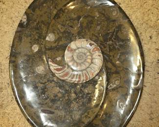 Ammonite