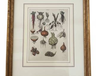 Botanical Print of Roots, Plate