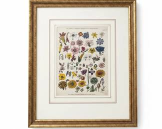 Botanical Print The Classes, or Primary Divisions of the Sexual System