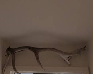 Whitetail Deer Antlers
