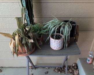 Assorted Potted Plants on Folding Table, including Sansevieria Sayuri