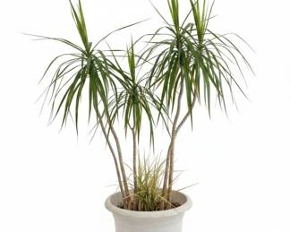 Dracaena Marginata Dragon Tree