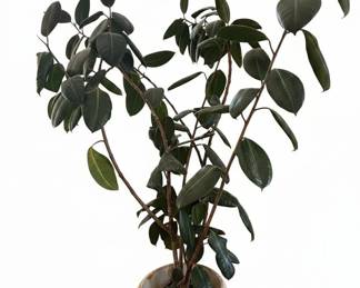 Ficus elastica Burgundy Rubber Plant