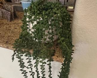 String of Pearls Succulent Senecio rowleyanus