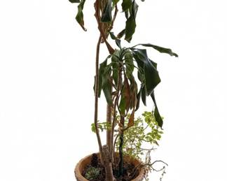 Dracaena Fragrans Massangeana Corn Plant