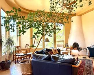 Massive Ficus and Leather & Teak Ekornes Stressless settee