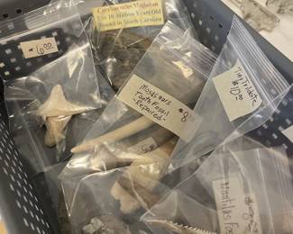 Shark teeth, etc