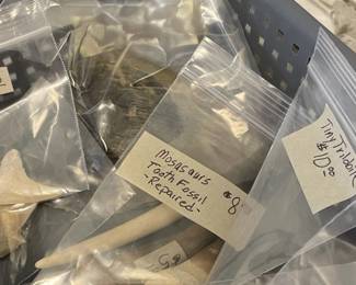 Fossils, shark teeth