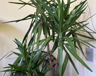Yucca Tree
