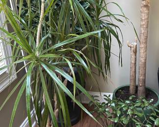 Plants