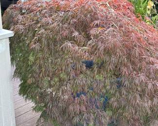 LACE LEAF MAPLE