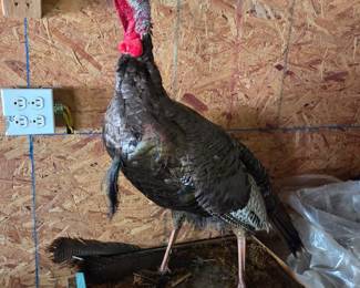 turkey lurkey