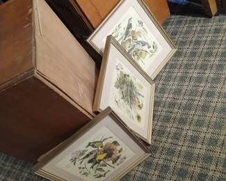 bird prints