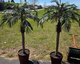 faux palm trees new