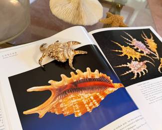 Spider Conch shell