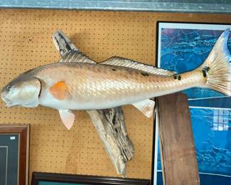 WONDERFUL, LARGE MOUNTED REDFISH