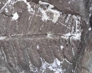 Fossilized Leaf Impression on Stone