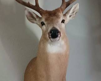 Deer mount