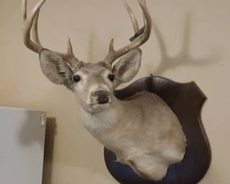 Deer mount