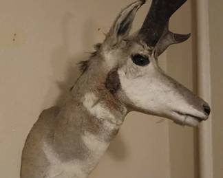 Antelope mount