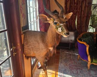 African vintage taxidermy