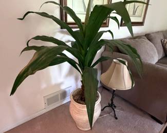 silk plant