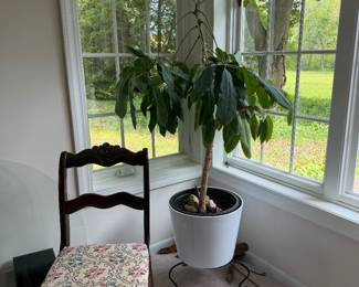Live umbrella tree; needlepoint antique chair
