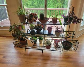 Plants and Plant Stand