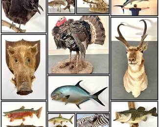 Taxidermy