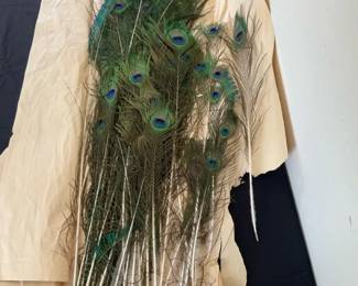 Bundle Of Real Peacock Feathers