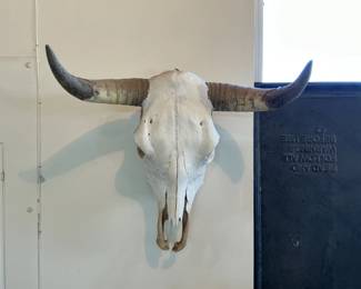 Steer Skull