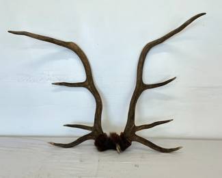 Pair of Naturally Shed Elk Antlers