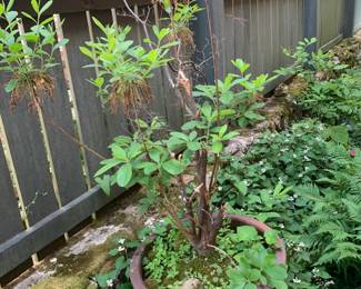 #244	tree in terrocota pot 23x23 pot with tree	 $120.00 			