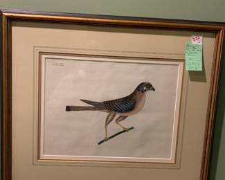 #222	Catesby Vol 1 PL 5 the little hawk by Oppenkeiner edition23.75x 20.5	 $40.00 			